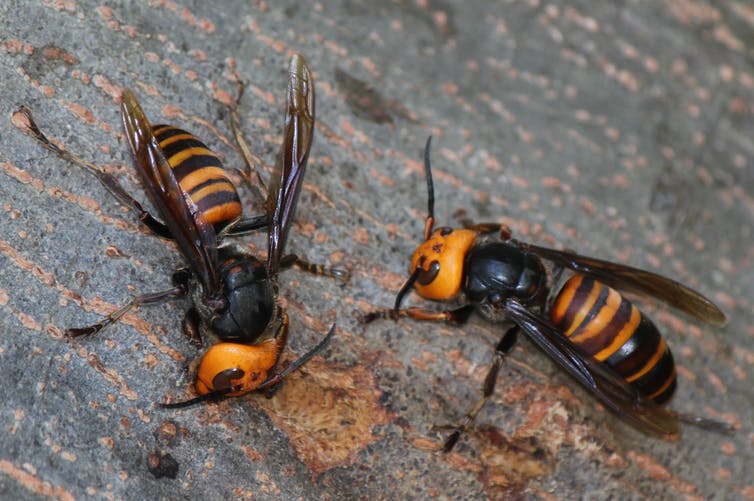 Man dies after being stung by hornets