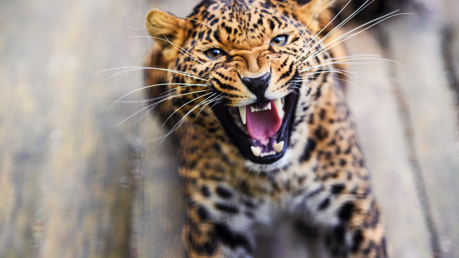 Mother braves leopard to save her son