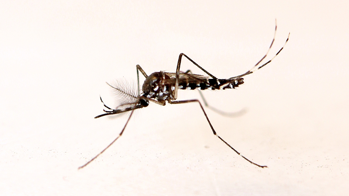 Philippines’ dengue death toll climbs to 400