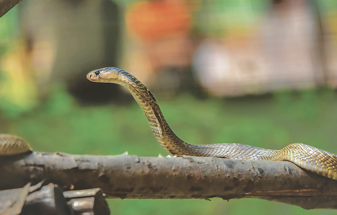 Four-year campaign to prevent snakebite kicks off