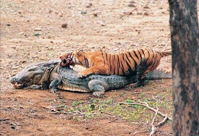 Tiger devours three crocs