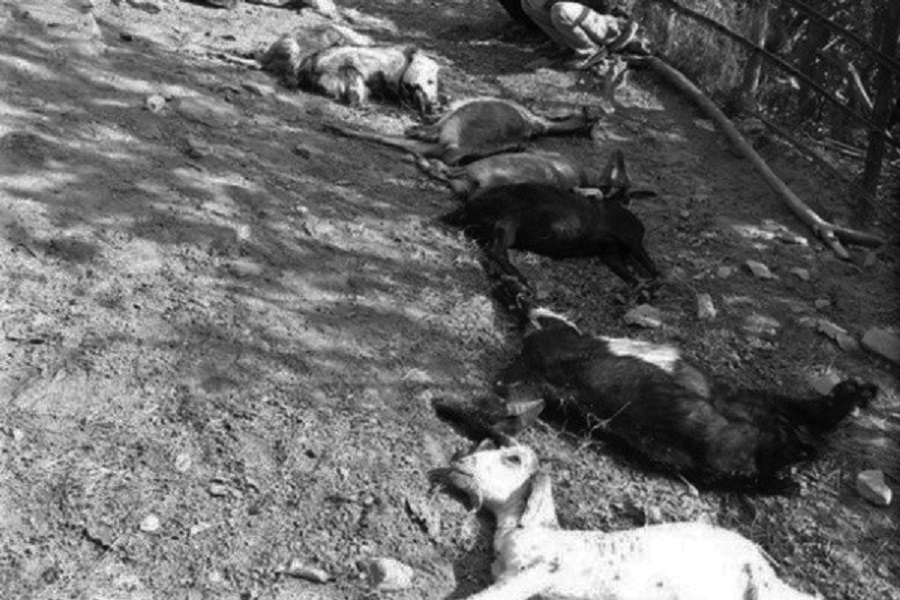 Unidentified diseases kill 60 domestic animals in Humla