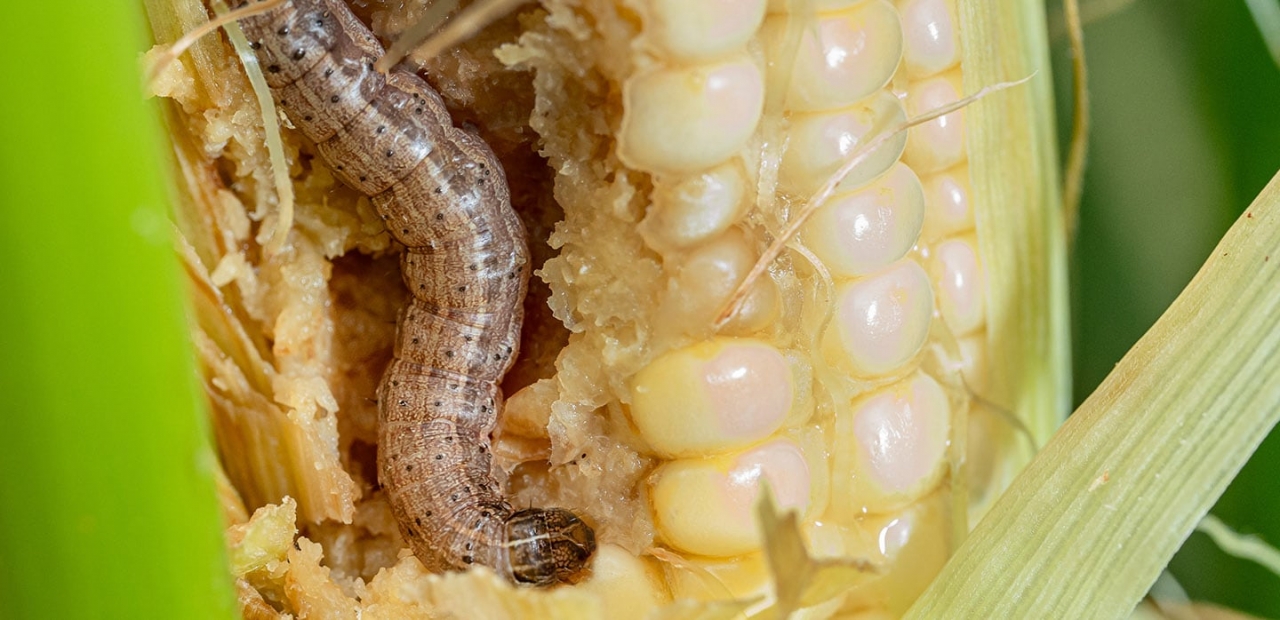 Maize crop destroyed by armyworm