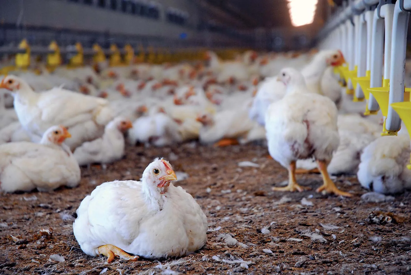 Poultry products manufacturing industry established