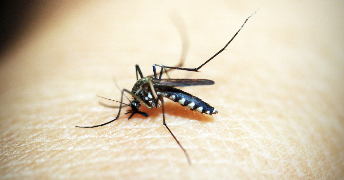 541 caes of dengue confirmed in Karnali