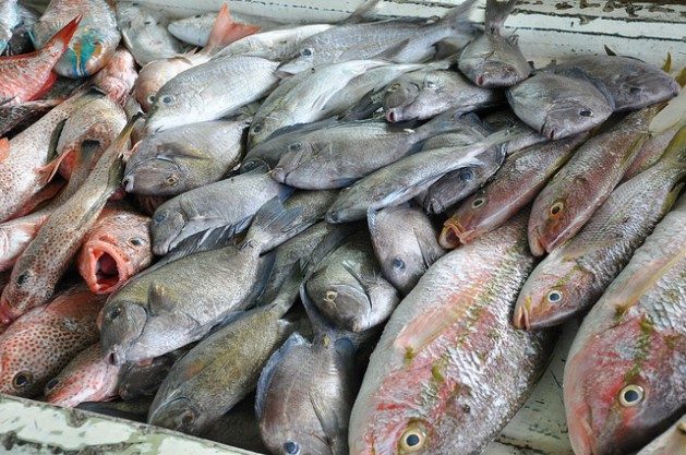 Illegally imported fish seized and destroyed