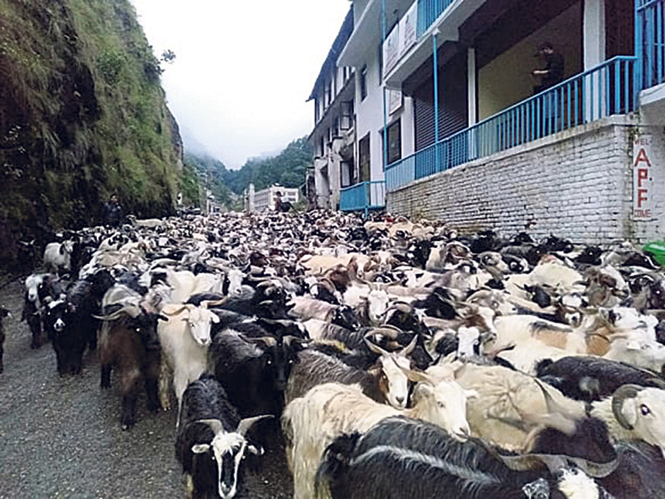 Closed Korala border point obstructs import of Himalayan Goats from Tibet
