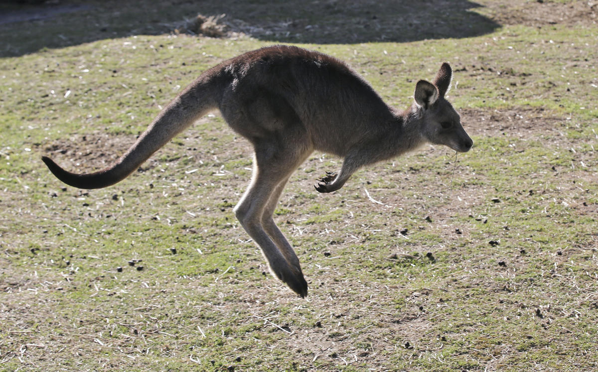 Man in Australia charged over kangaroo shootings