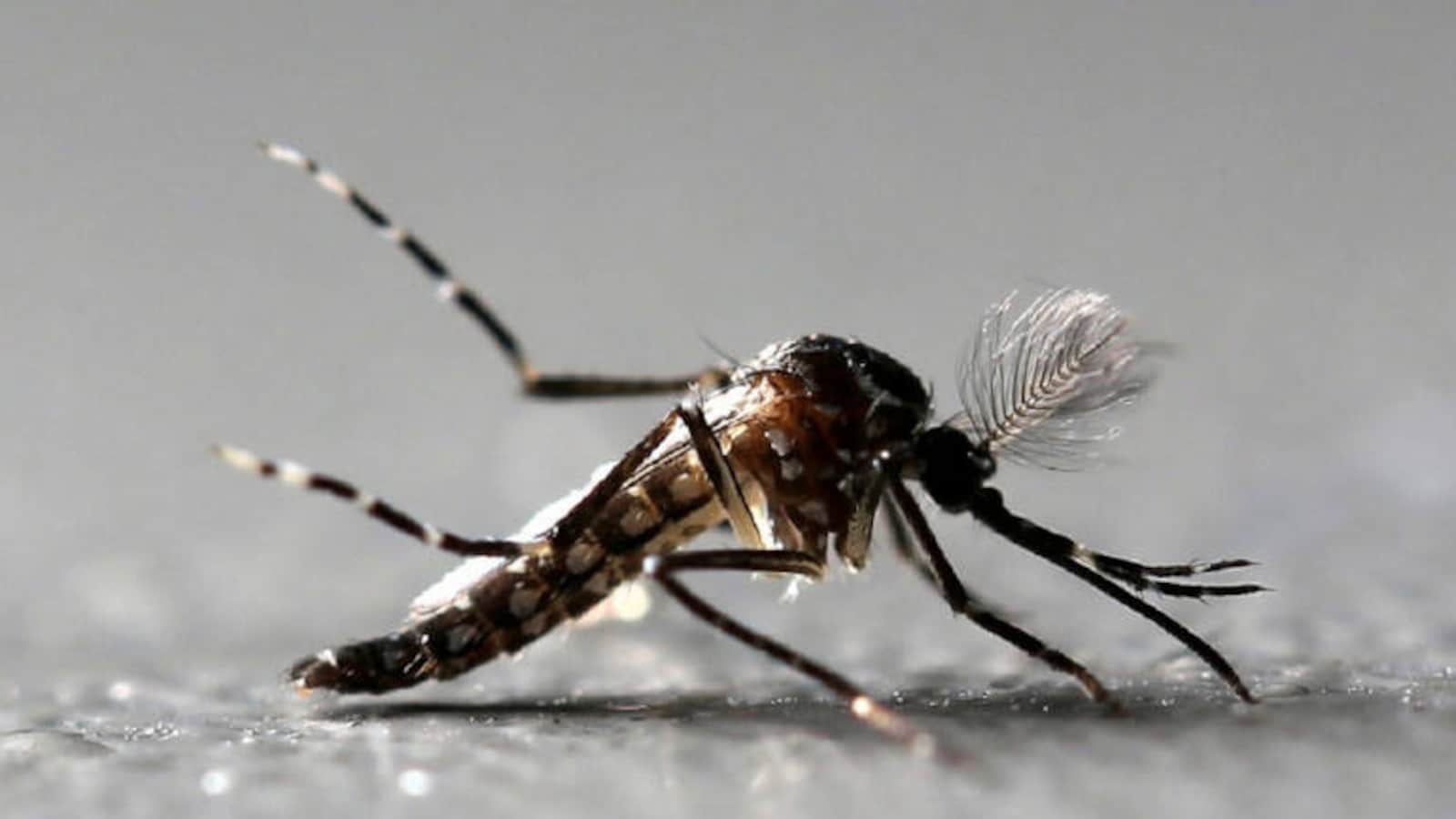 Japanese encephalitis claims three lives in Makawanpur