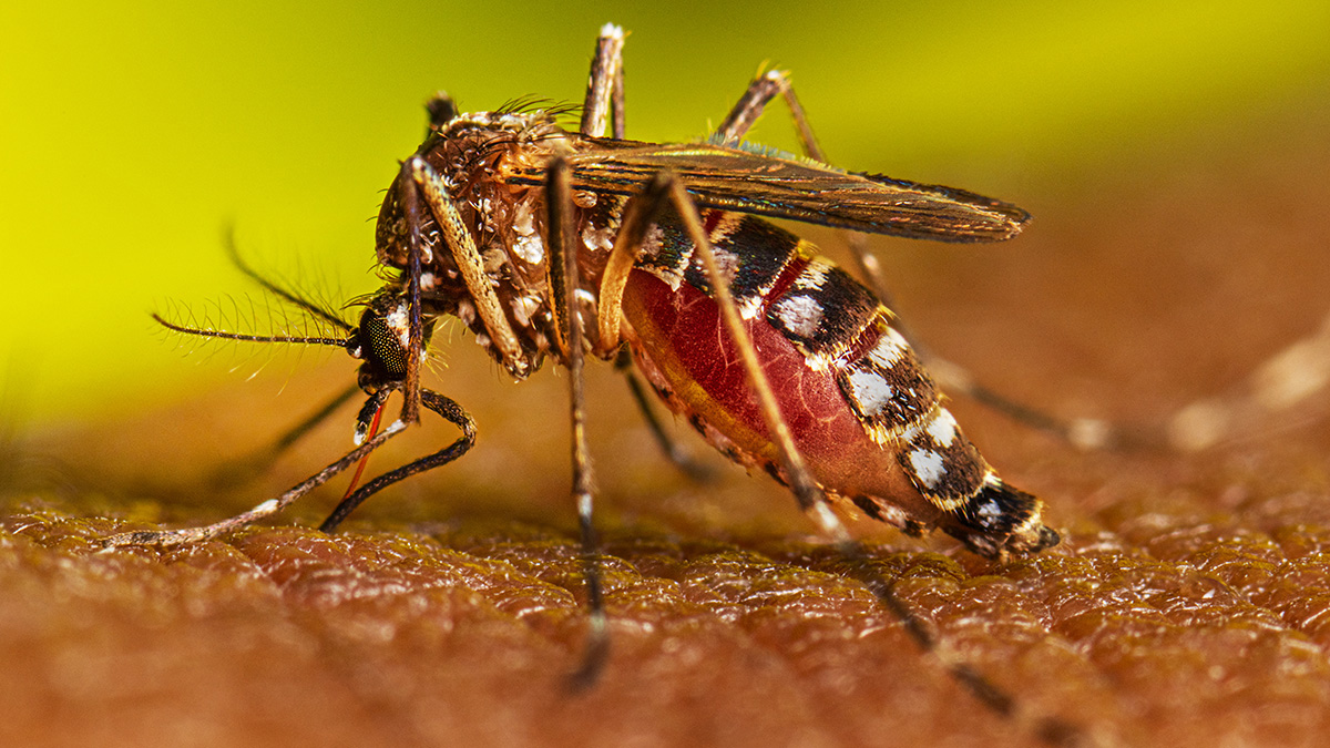 Japanese Encephalitis kills one in Nawalparasi