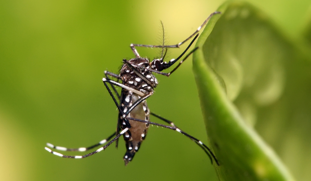 One dies of Japanese Encephalitis in Chitwan