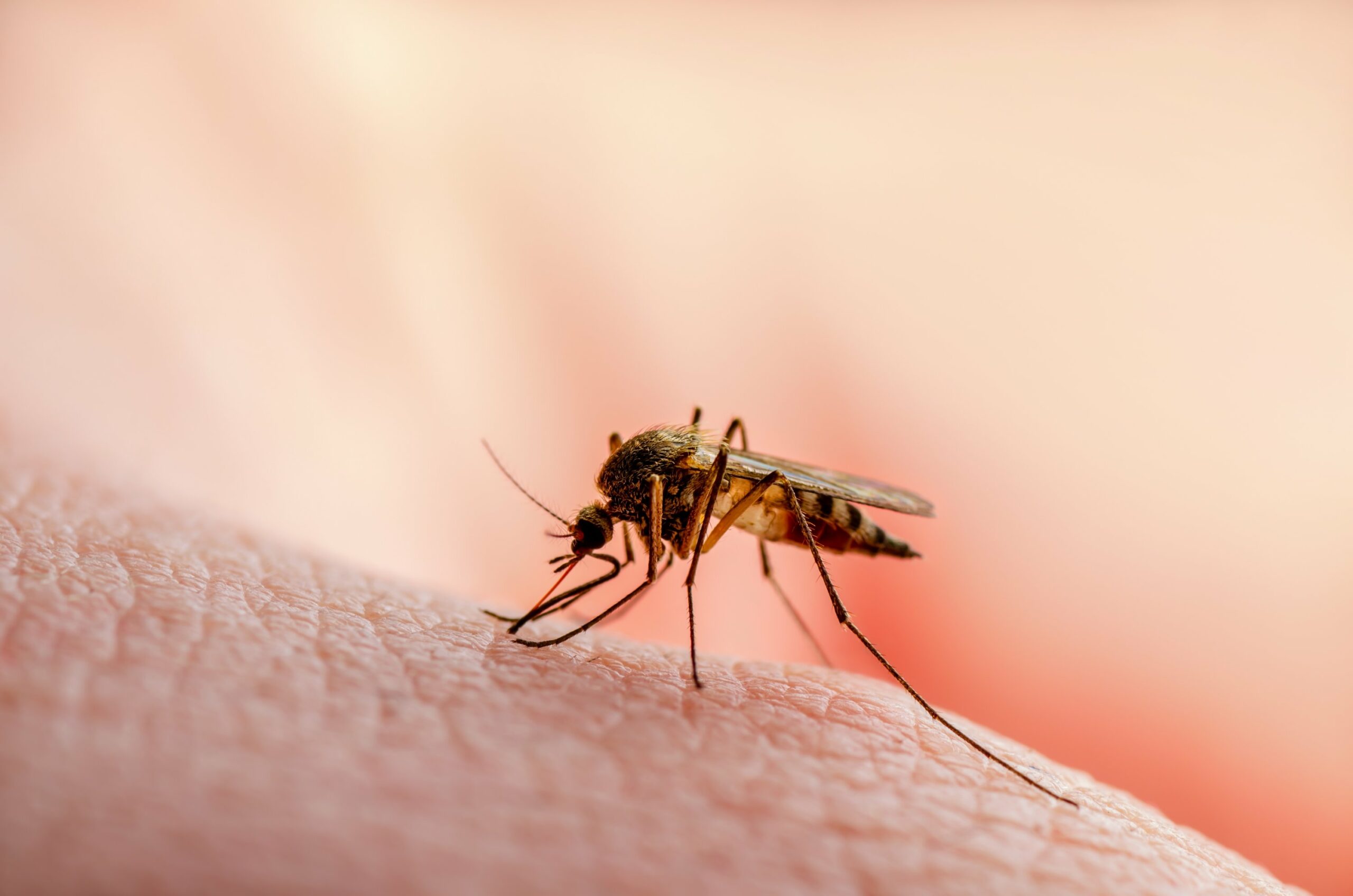 How you can best protect yourself against mosquito bites