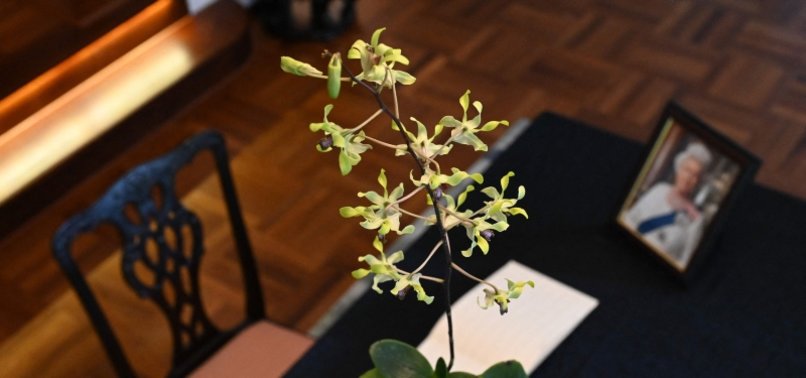 The ‘majestic’ Singapore orchid named in honour of Queen Elizabeth