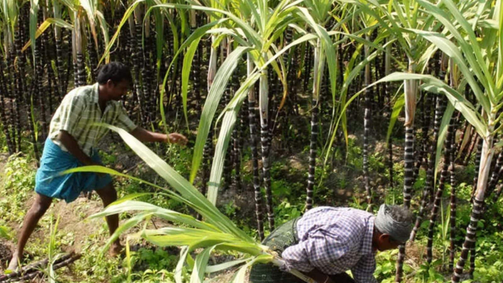 Farmers worry over disease in sugarcane