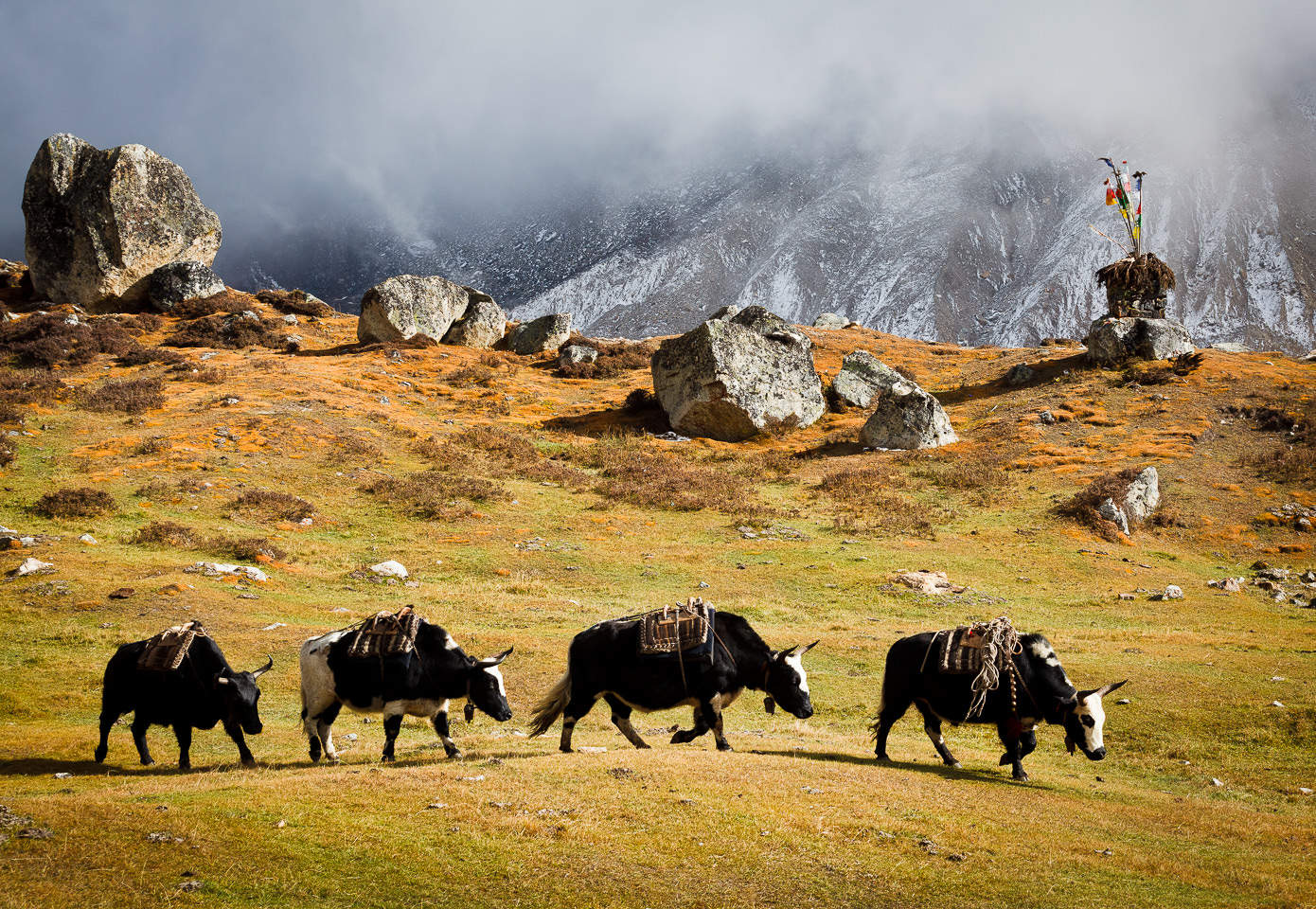 Unidentified disease spreads on Manang yaks