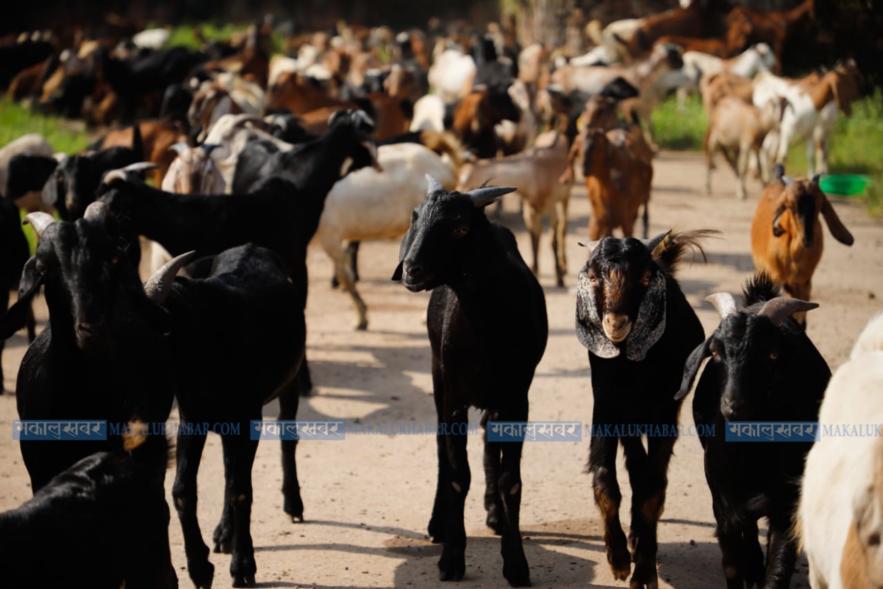 In Pics: Food Management begins sale of goats & chyangra