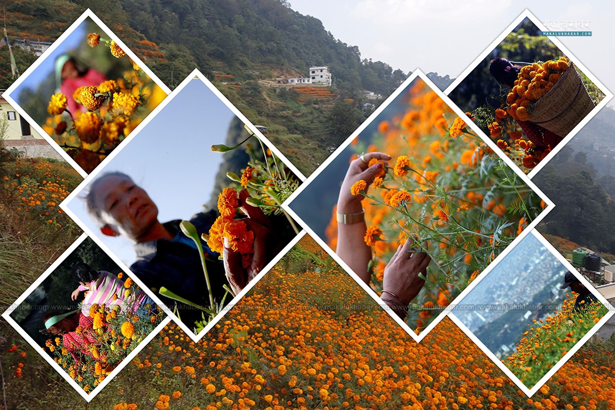 In Pics: Marigold flowers for ‘Tihar festival’