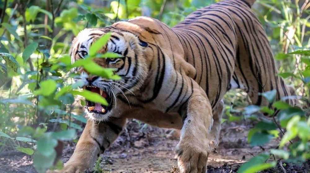Tiger taken under control
