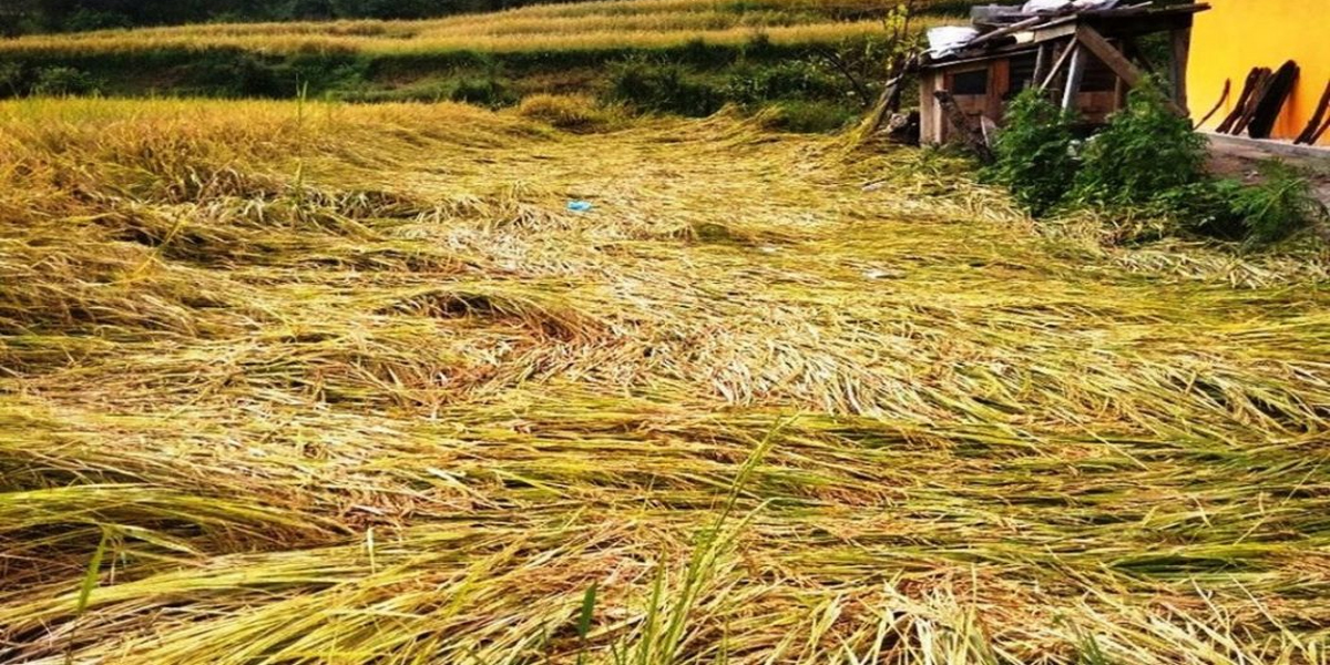 Rhino ravages harvest-ready paddy