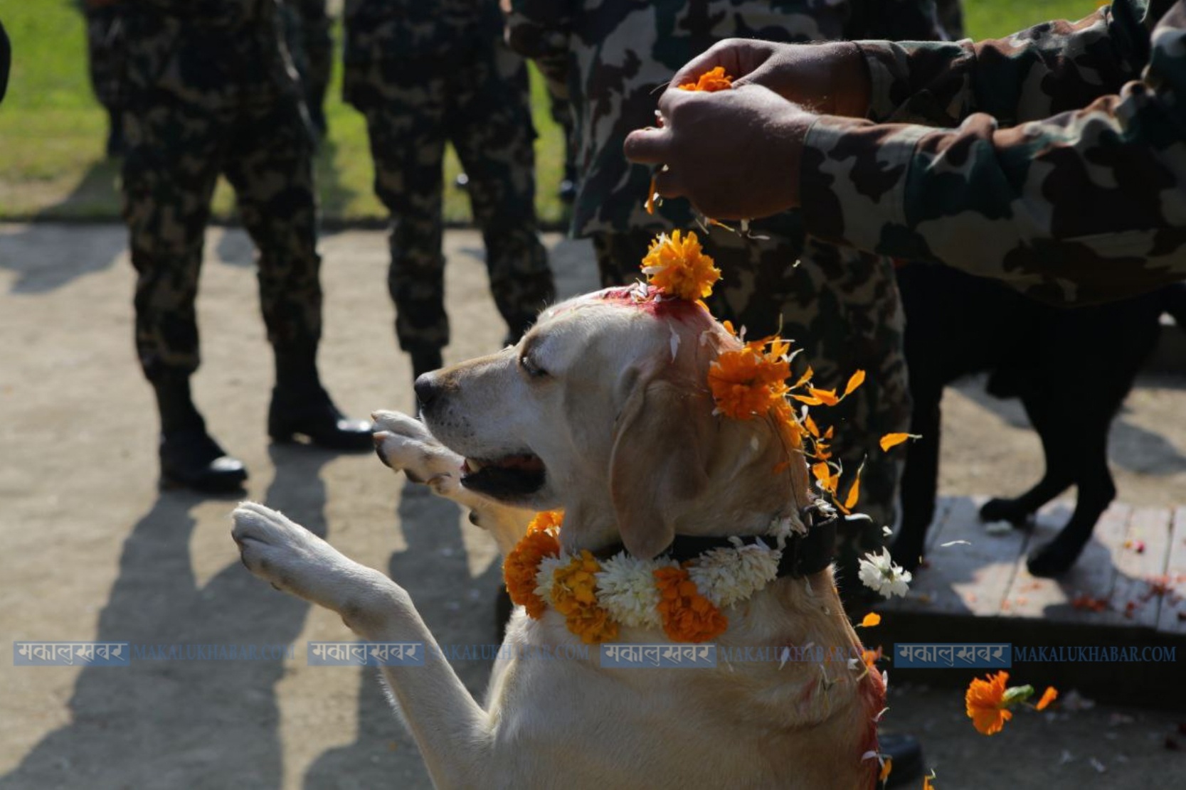 Third Day of Tihar: Today is Naraka Chaturdashi, Kukur Tihar