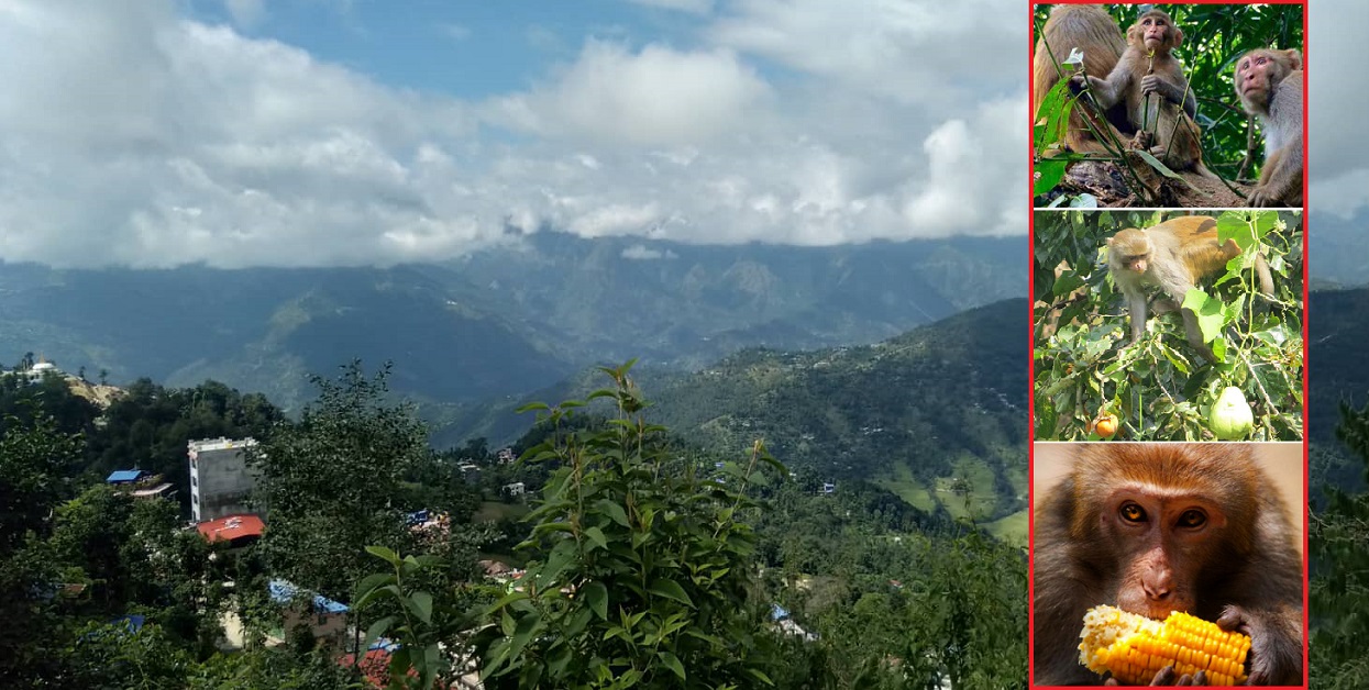 Abode of monkeys in Okhaldhunga, destruction of fruits of village