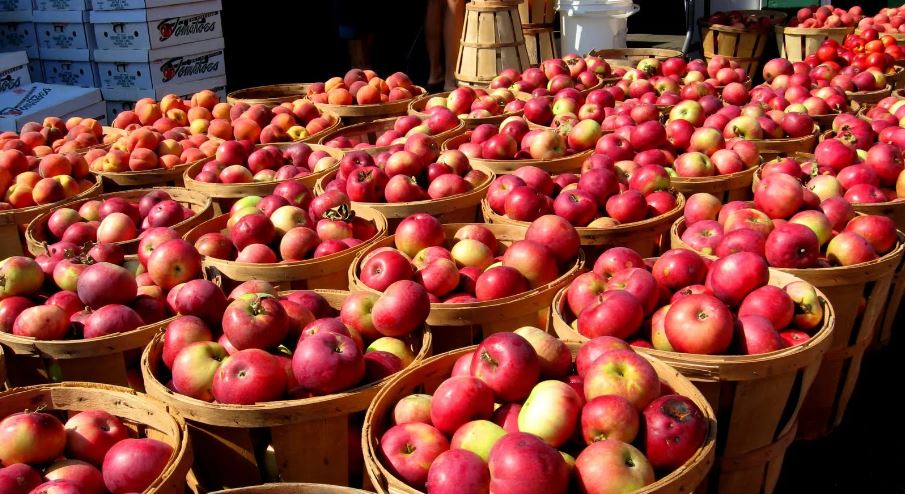 Apples worth Rs 500 million exported from Mustang