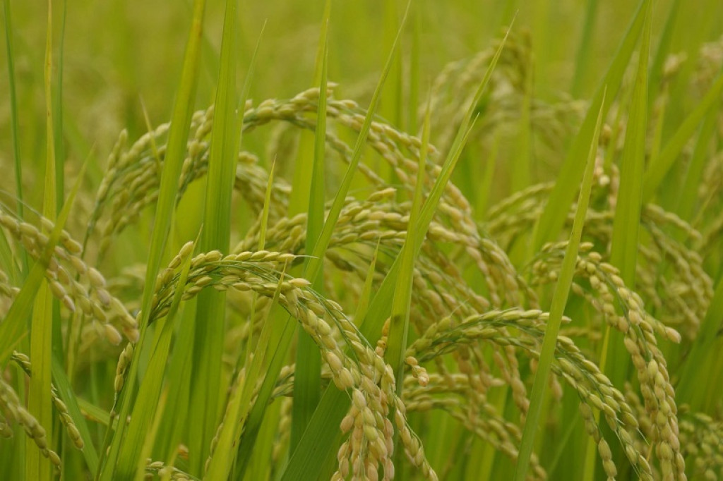 Paddy production in Dang rises by 10%, hits 178,700 metric tonnes