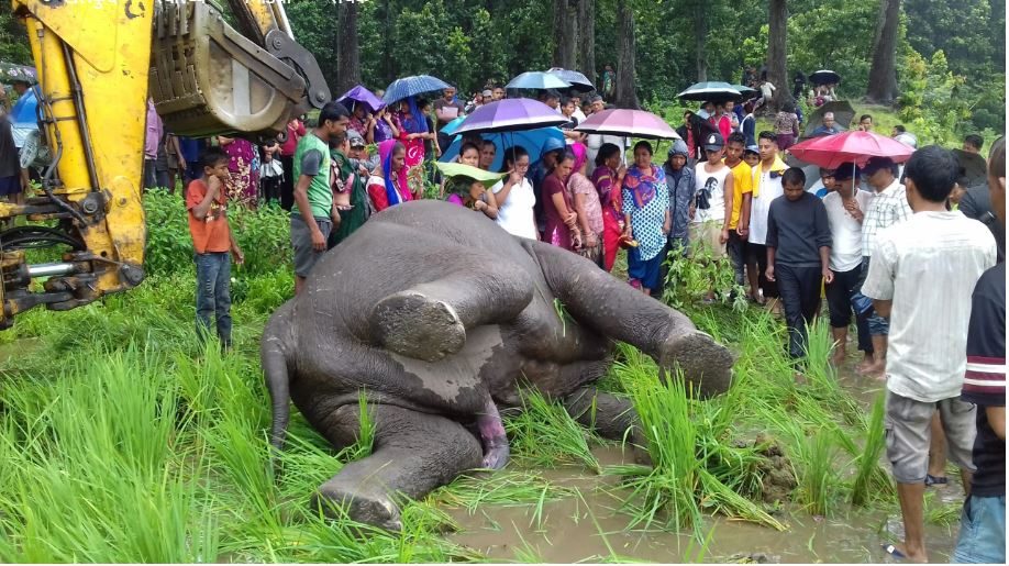 Wild elephant found dead in Jhapa