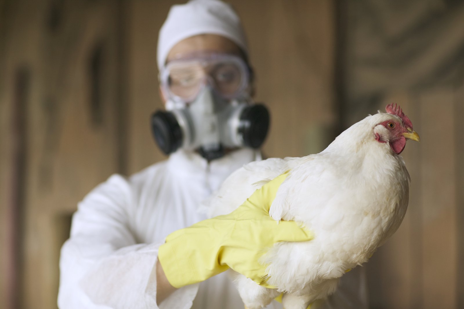 Roundup: Millions of birds in U.S. killed because of bird flu, consumers suffering