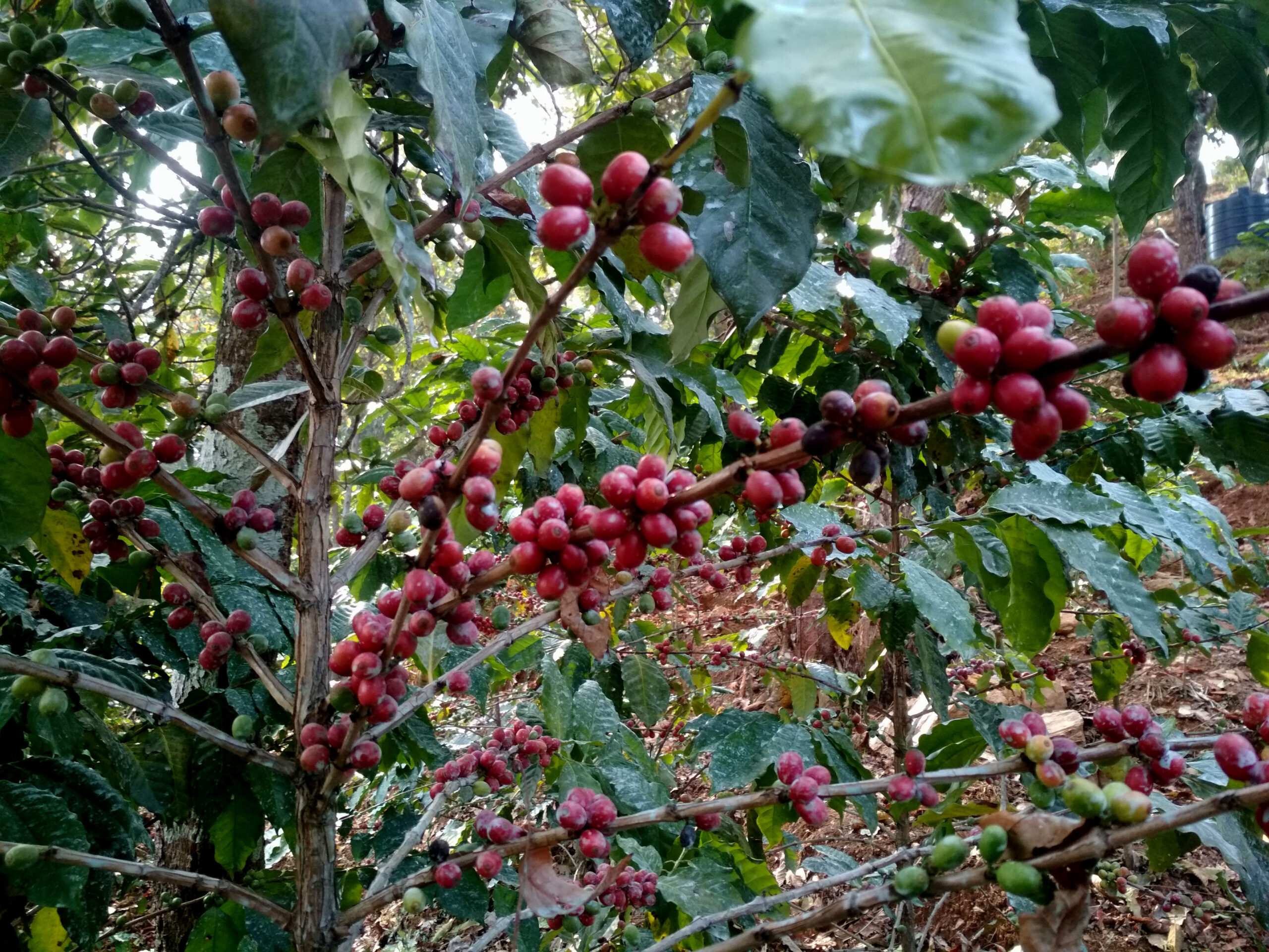 Gulmi farmers attracted to coffee farming