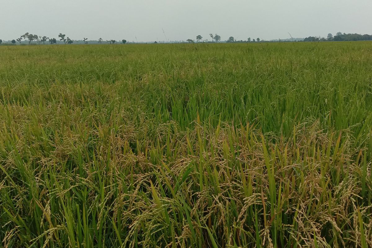 NRB study shows area under crops declines in Koshi province