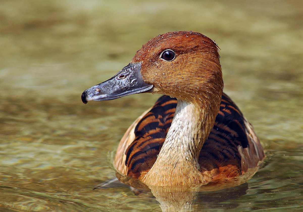 Fulvous whistling duck back in Koshi Tappu after two decades