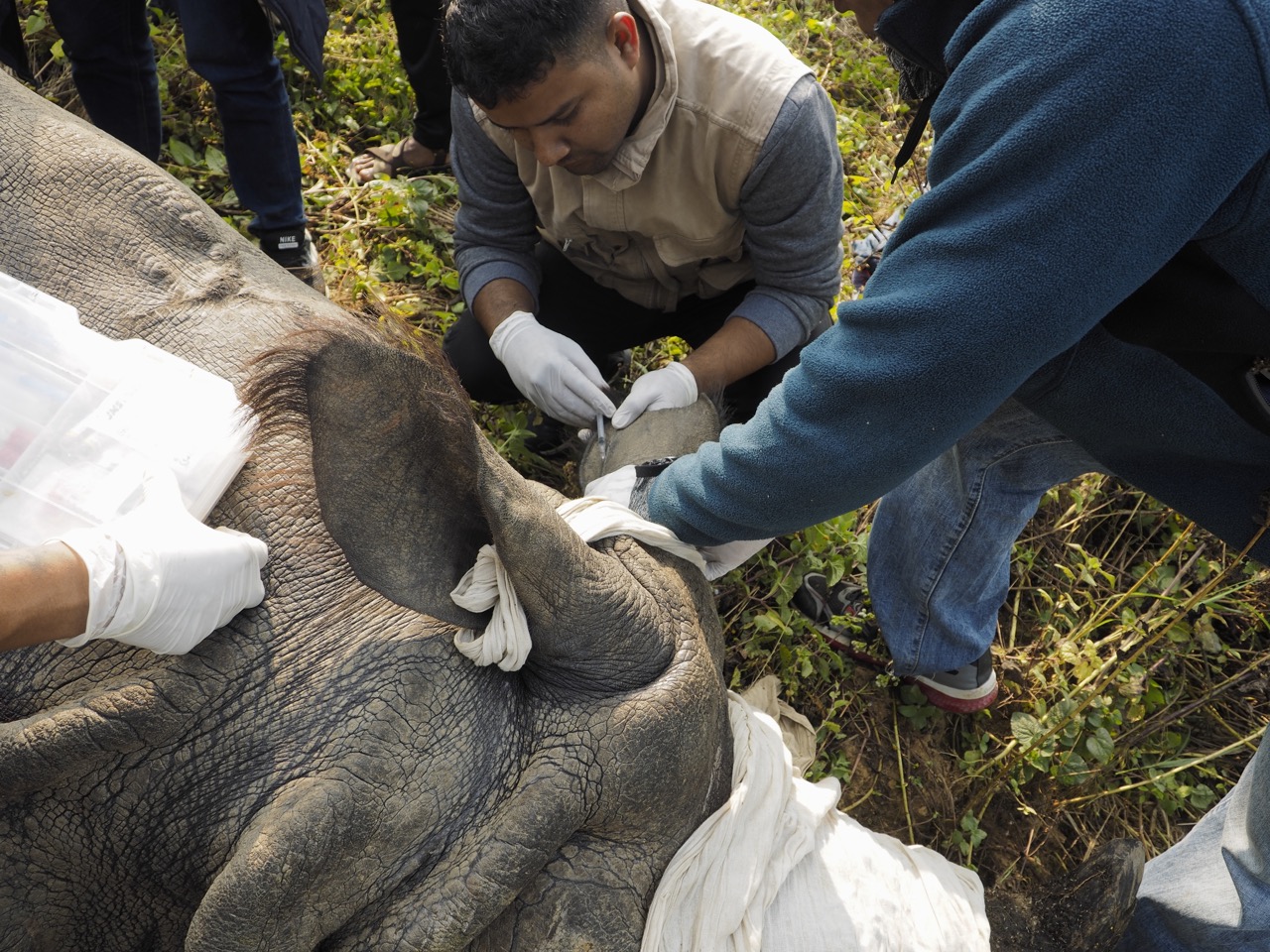 50 injured wild animals rescued and treated in two years