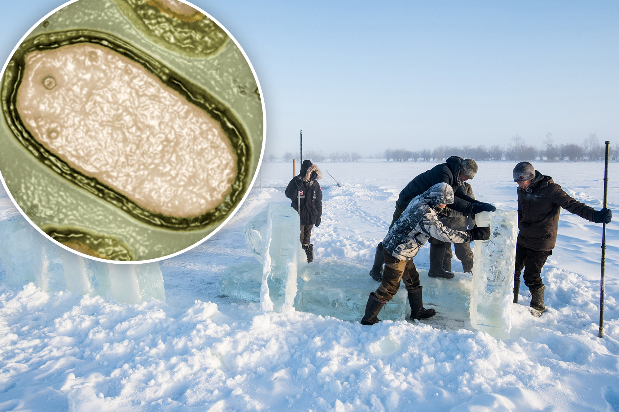 What is ‘zombie virus’ found in Russia – and should we be worried?