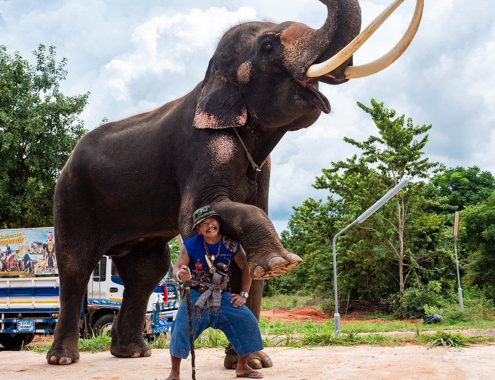 Elephants: COVID and ethics reshape Thailand’s tourism industry