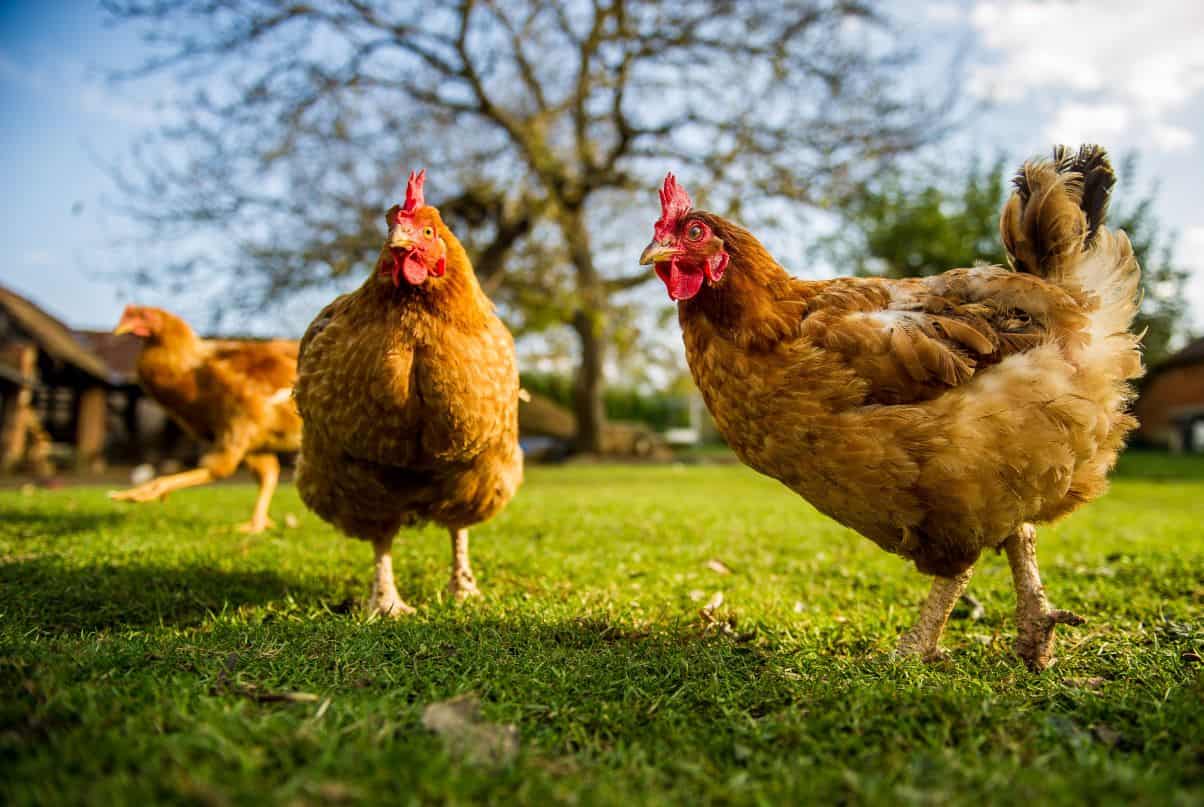 Kerala: Bird flu outbreak in state-run poultry farm kills 1800 birds