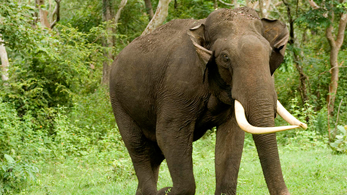 Locals terrorized after elephants start entering villages