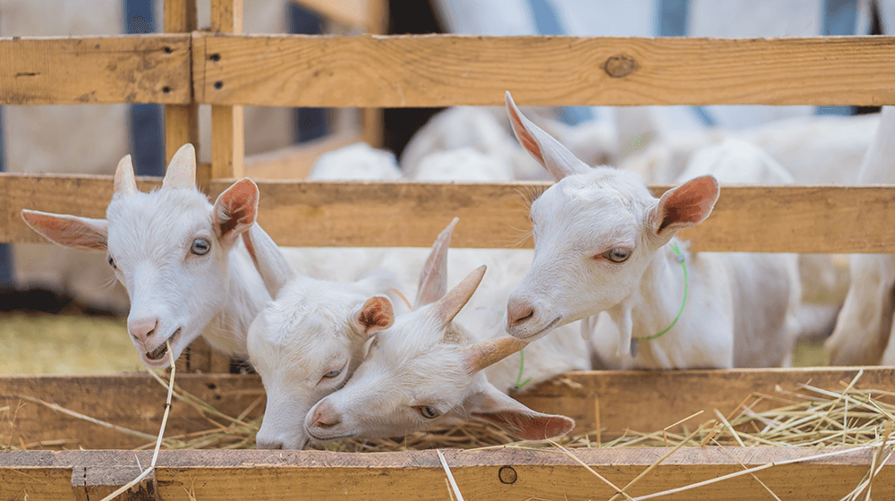 ‘Goat farming turns lucrative income source’