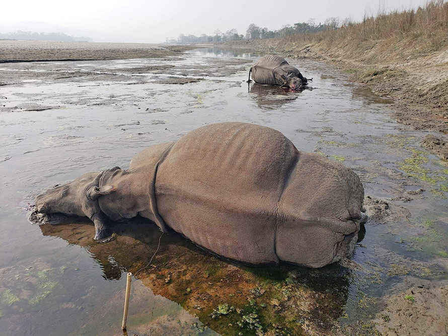 20 rhinos found dead in eight months