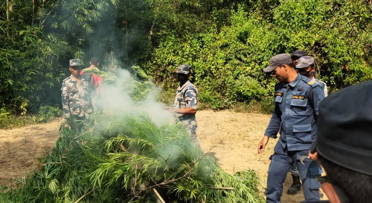 Illegal marijuana plants destroyed