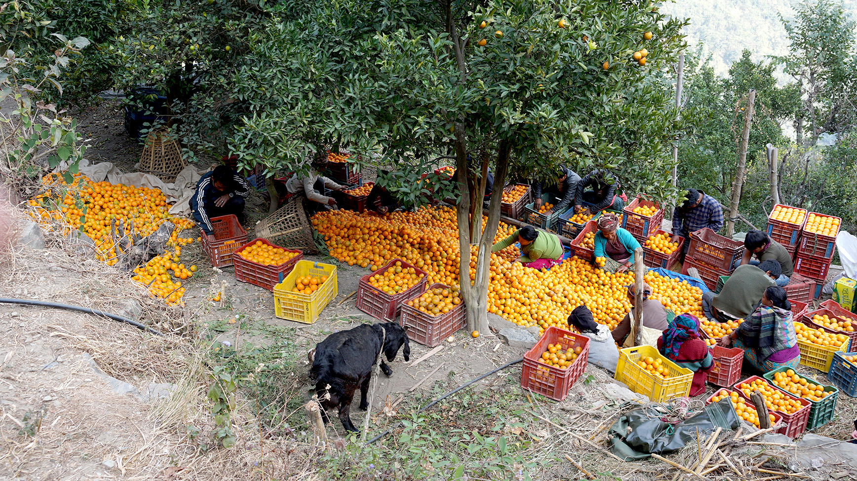 Market hassles end for orange farmers in Myagdi