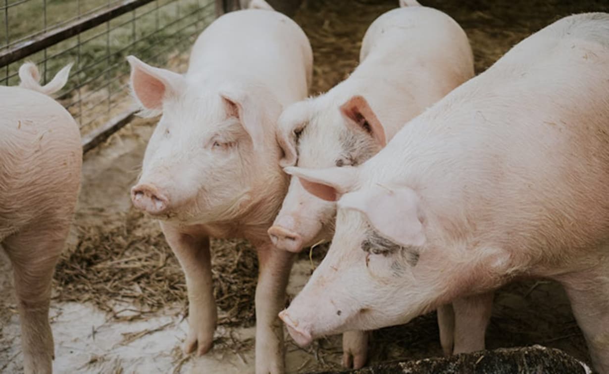300 pigs die of African swine fever