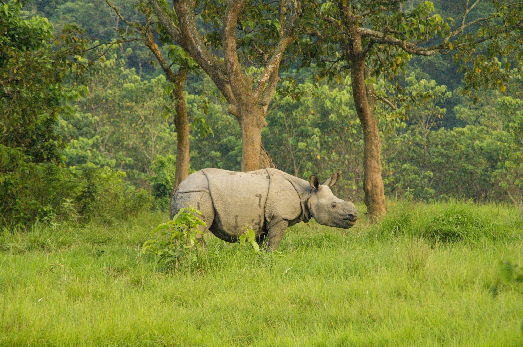 Indian National held with rhino horn-like object & drugs in Jhapa