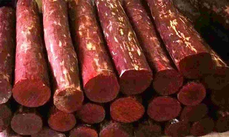 Over 40,000 kgs red sandalwood found in nearly rotten state in Sindhupalchowk