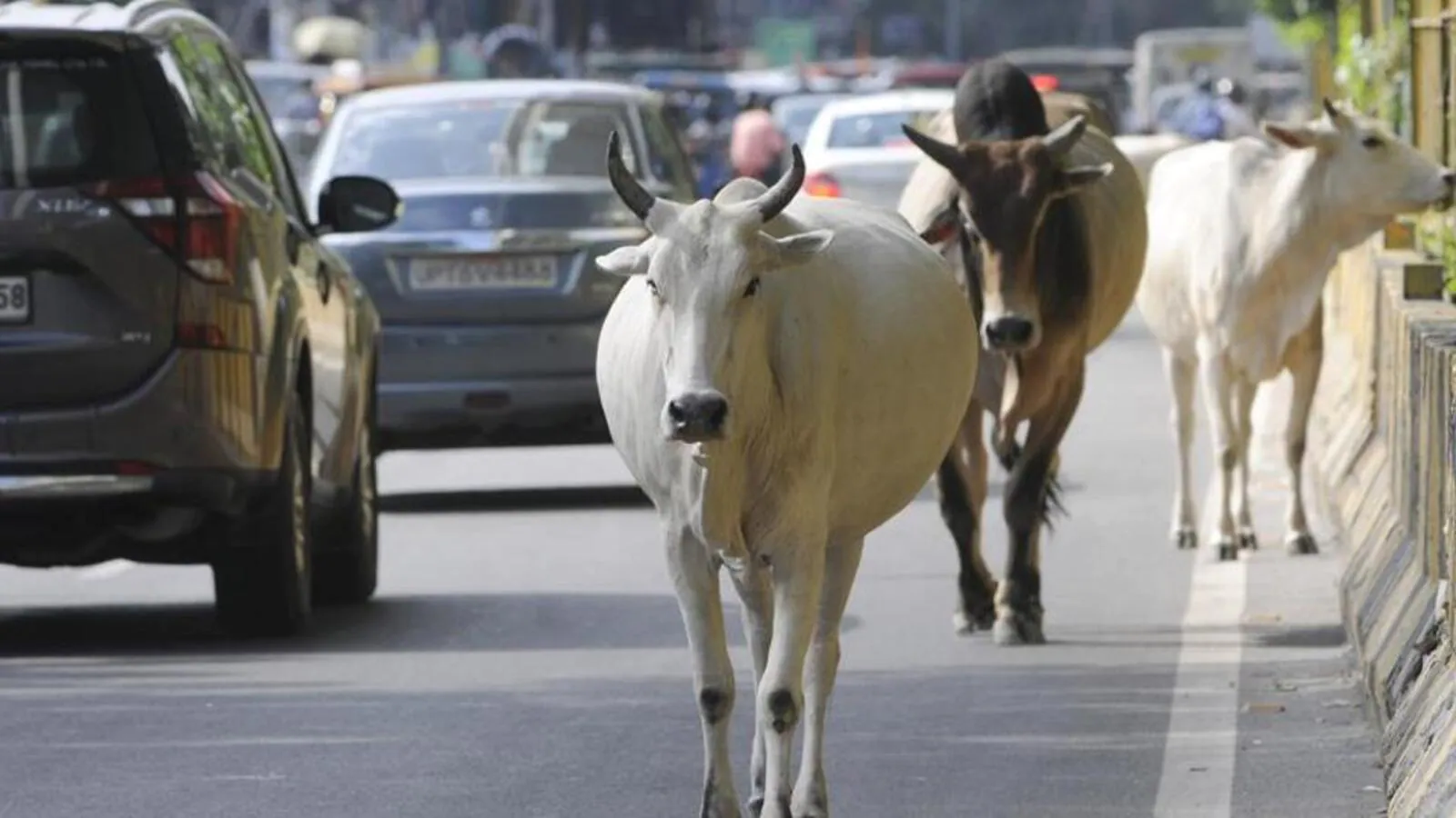 Municipalities to collaborate on stray cattle management