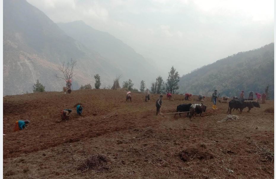 Myagdi farmers find their calling in potato cultivation