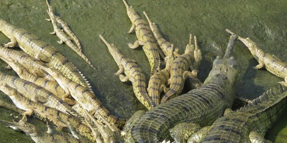 Crocodiles grown in breeding centre released into natural habitat
