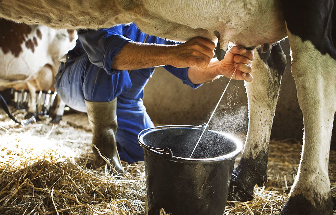 Farmers get grant for milk production