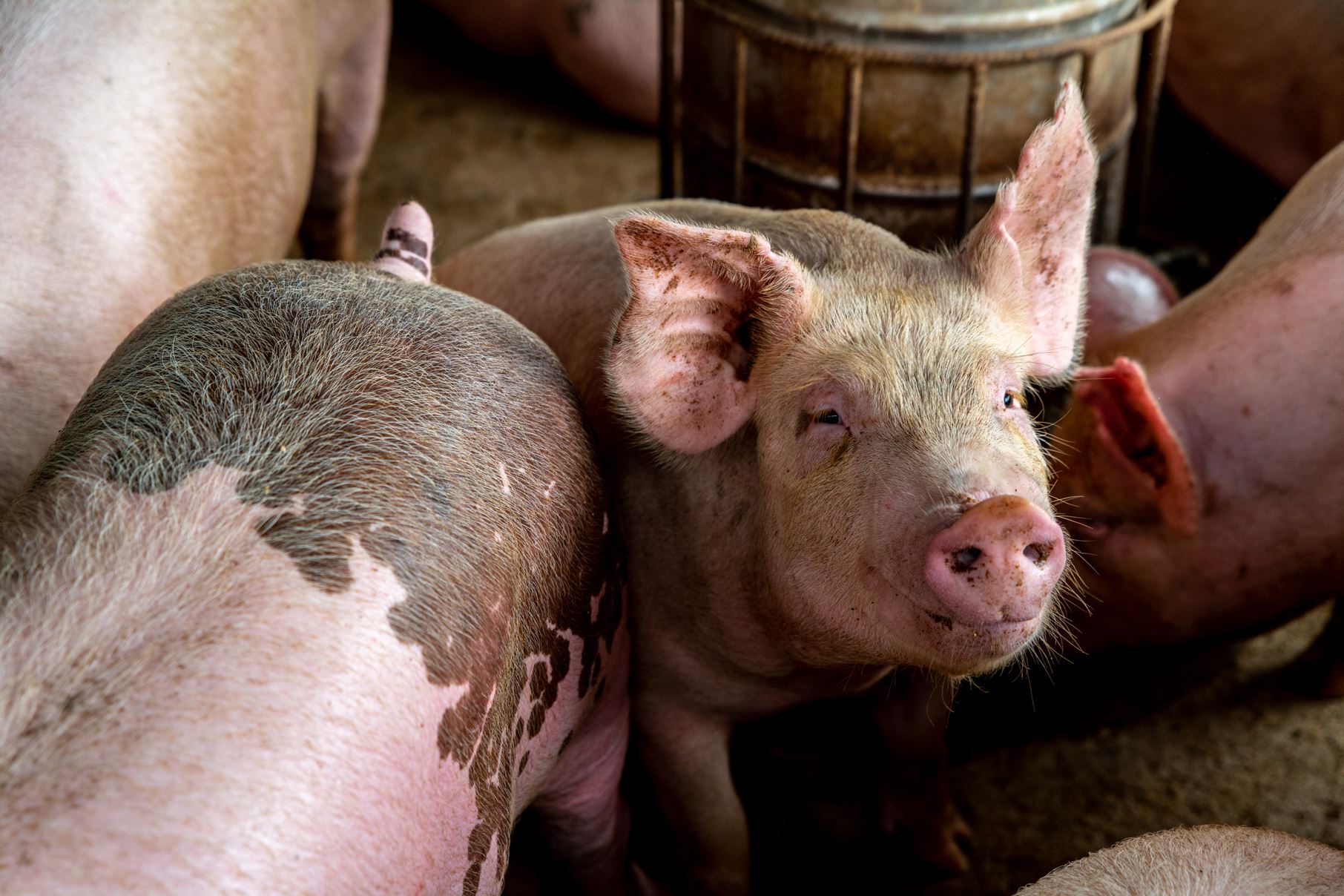 Over 2,800 pigs die due to swine fever