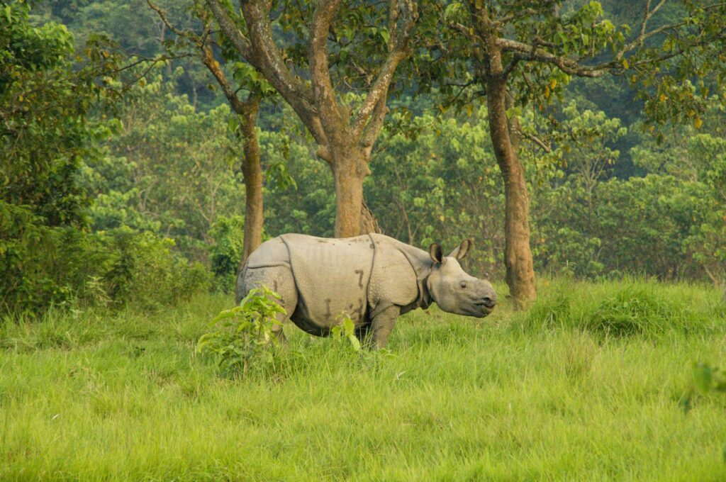 Two male rhinos translocated in Chitwan